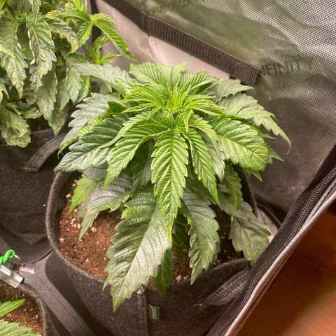 sunset paradise x2 growlog photo: #2