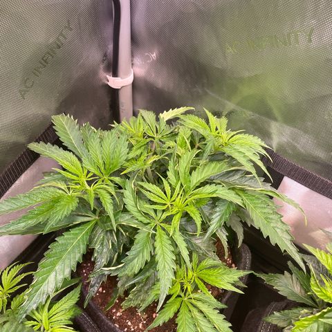 blueberry muffin  growlog timeline photo