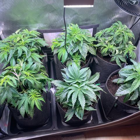sunset paradise x2 growlog timeline photo