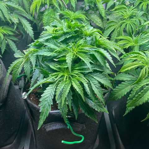 hella jelly x3 growlog photo: #1