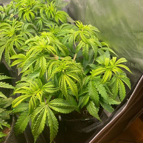 hella jelly x3 growlog photo: #2