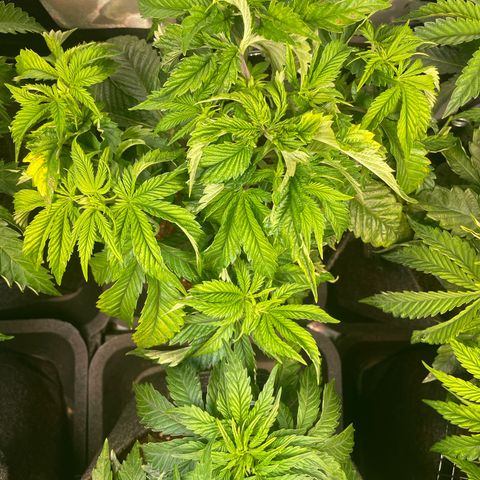 hella jelly x3 growlog photo: #3