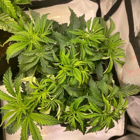 sunset paradise x2 growlog photo: #1