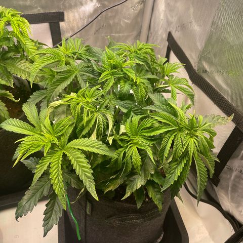 sunset paradise x2 growlog photo: #1