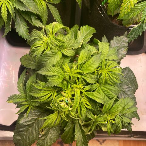 sunset paradise x2 growlog photo: #2
