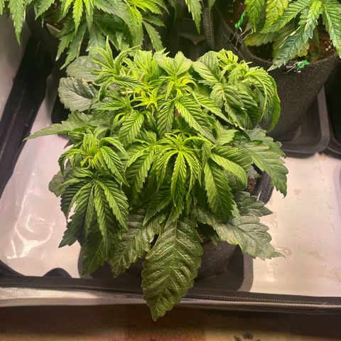 sunset paradise x2 growlog photo: #2