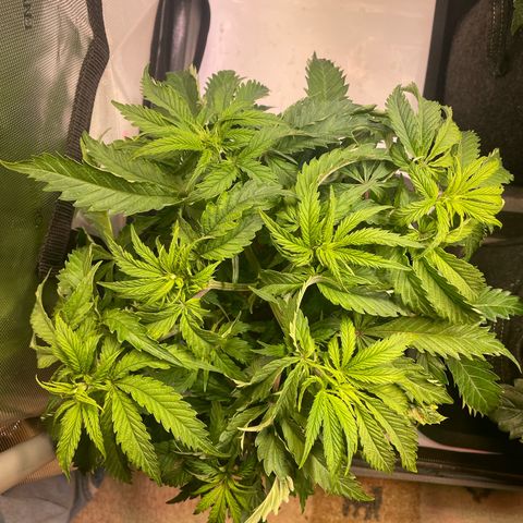 blueberry muffin  growlog timeline photo