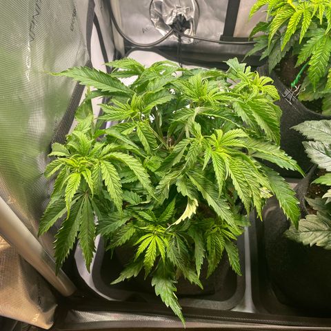 blueberry muffin  growlog timeline photo
