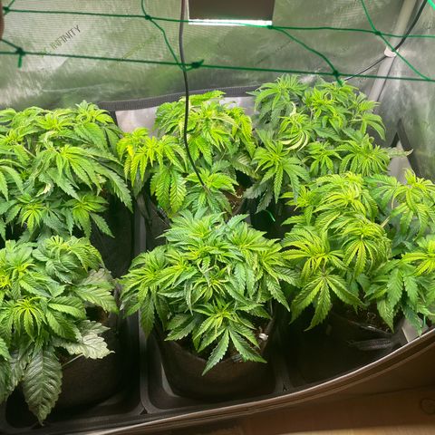 sunset paradise x2 growlog timeline photo