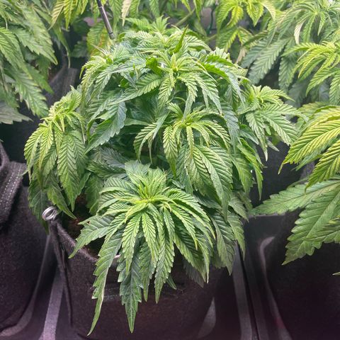 hella jelly x3 growlog photo: #1