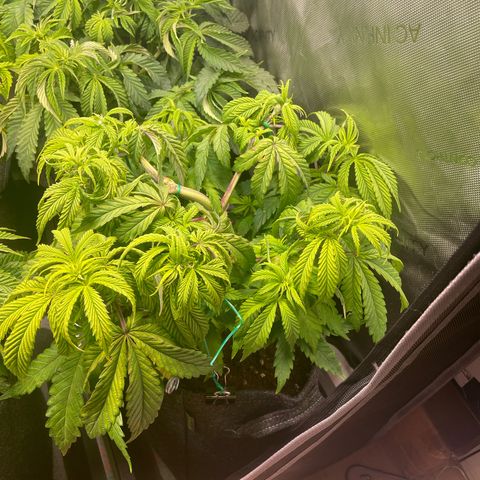 hella jelly x3 growlog photo: #2
