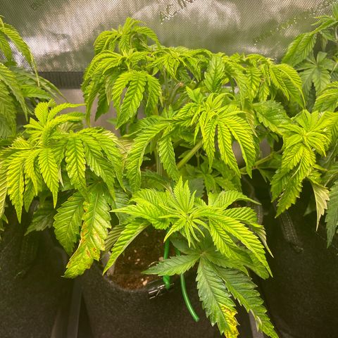 hella jelly x3 growlog photo: #3