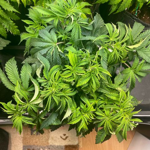 sunset paradise x2 growlog photo: #1