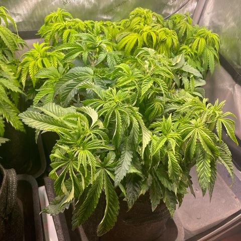 sunset paradise x2 growlog photo: #1