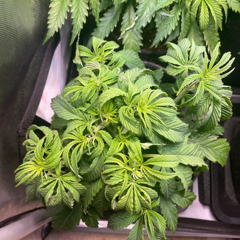 sunset paradise x2 growlog photo: #1