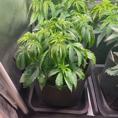 sunset paradise x2 growlog photo: #2