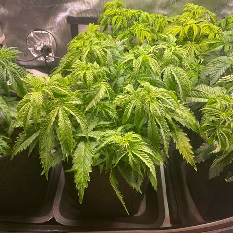 blueberry muffin  growlog timeline photo