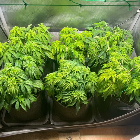 sunset paradise x2 growlog timeline photo