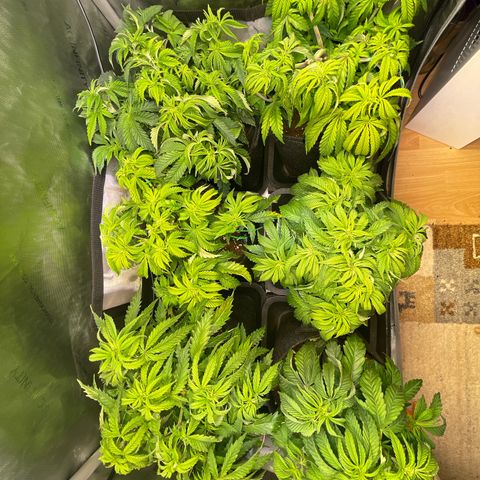 sunset paradise x2 growlog timeline photo