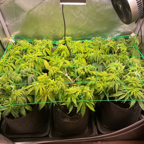 sunset paradise x2 growlog timeline photo