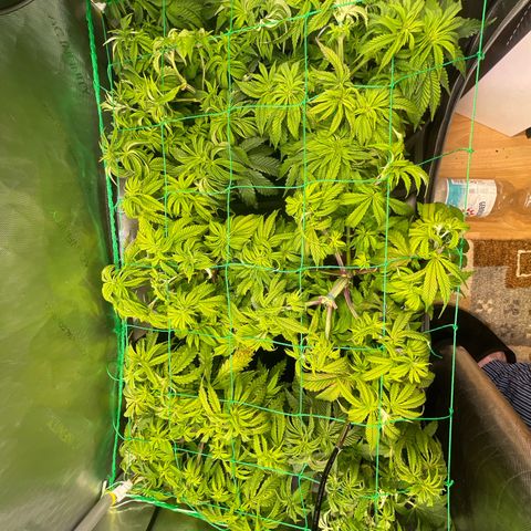 sunset paradise x2 growlog timeline photo