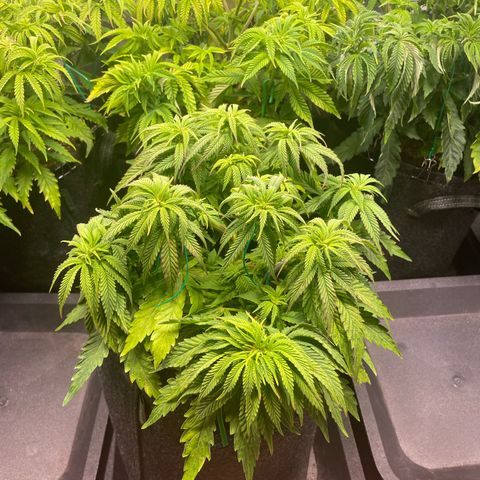 hella jelly x3 growlog photo: #1