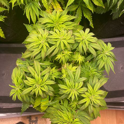 hella jelly x3 growlog photo: #1