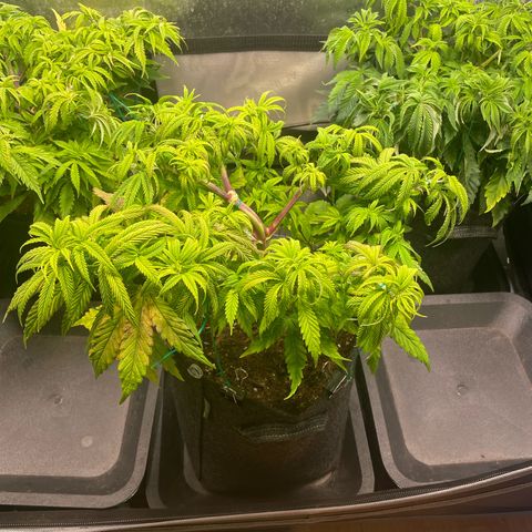 hella jelly x3 growlog photo: #2