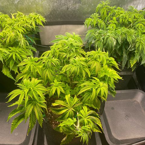 hella jelly x3 growlog photo: #3