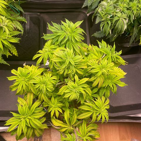 hella jelly x3 growlog photo: #3