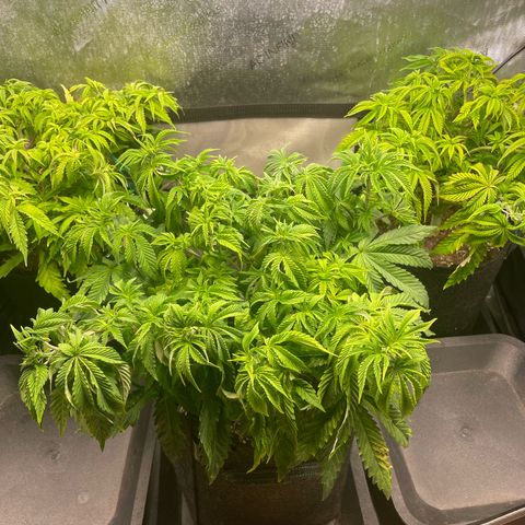 sunset paradise x2 growlog photo: #1