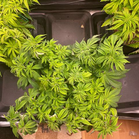 sunset paradise x2 growlog photo: #1