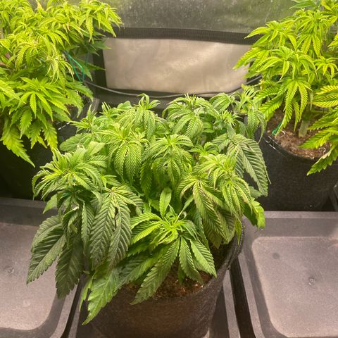 sunset paradise x2 growlog photo: #2
