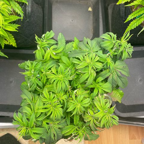 sunset paradise x2 growlog photo: #2