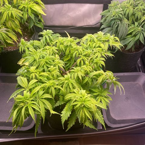 blueberry muffin  growlog timeline photo