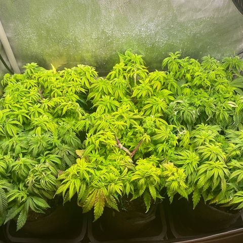 sunset paradise x2 growlog timeline photo