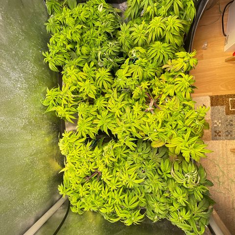 sunset paradise x2 growlog timeline photo
