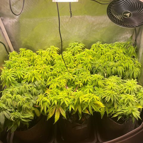 sunset paradise x2 growlog timeline photo