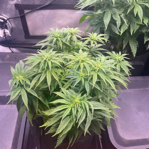 hella jelly x3 growlog photo: #1