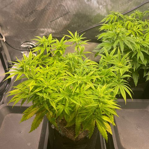 hella jelly x3 growlog photo: #2