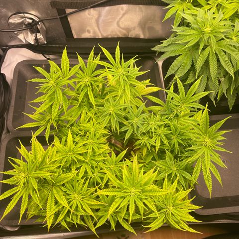 hella jelly x3 growlog photo: #2