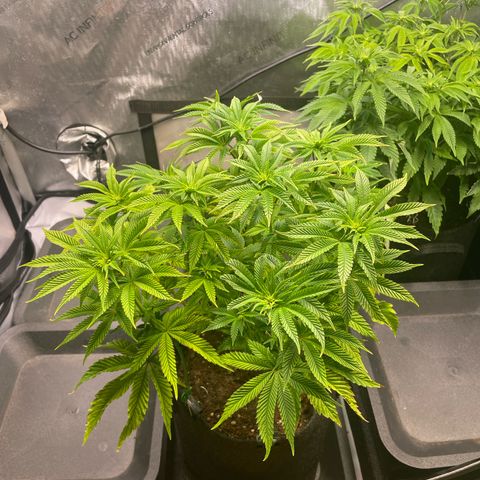 hella jelly x3 growlog photo: #3