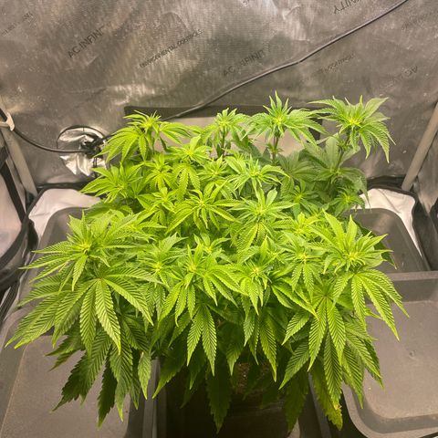sunset paradise x2 growlog photo: #1