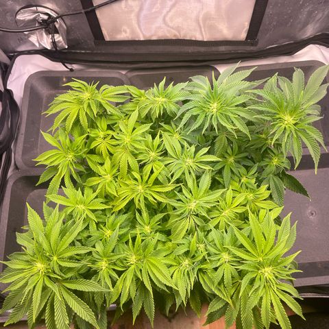 sunset paradise x2 growlog photo: #1