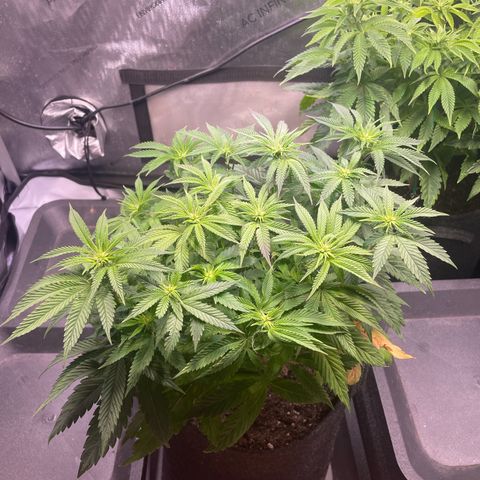 sunset paradise x2 growlog photo: #2