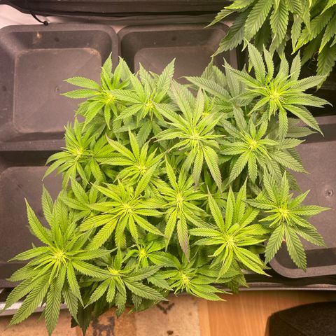 sunset paradise x2 growlog photo: #2