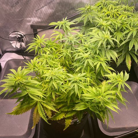 blueberry muffin  growlog timeline photo