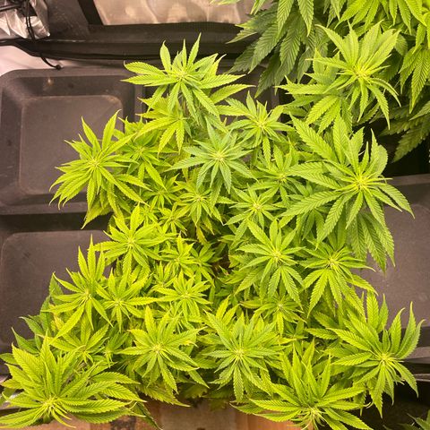 blueberry muffin  growlog timeline photo