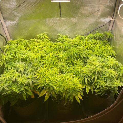 sunset paradise x2 growlog timeline photo