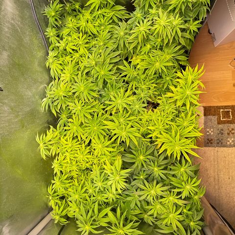 sunset paradise x2 growlog timeline photo